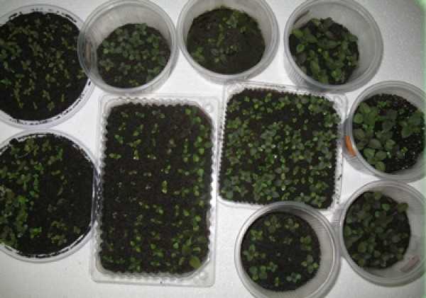Глоксиния из семян в домашних условиях – 6 простых правил