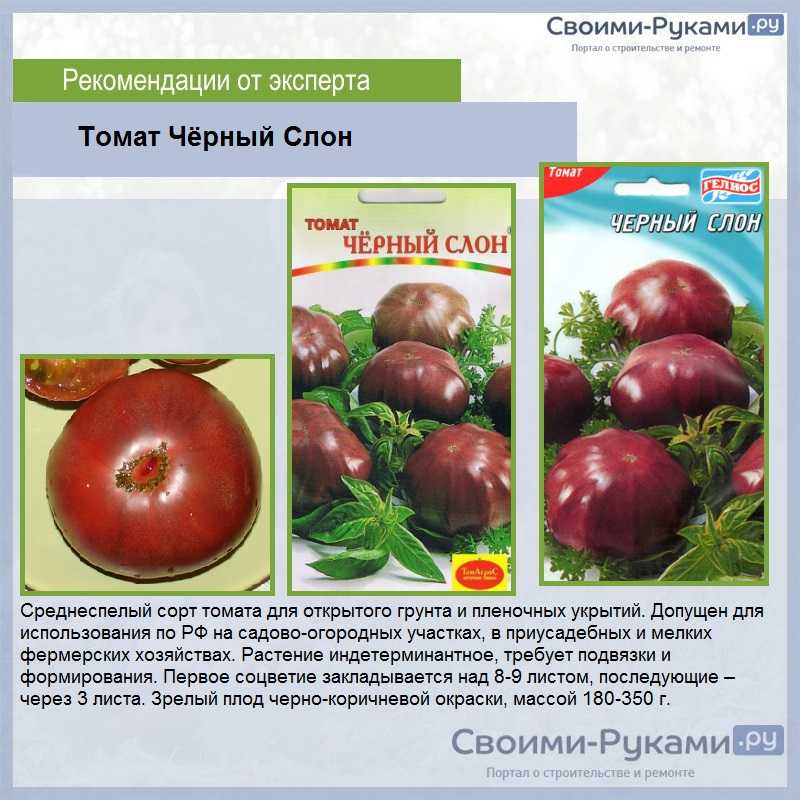 Томат розовый слон: отзывы, фото, характеристика, описание сорта