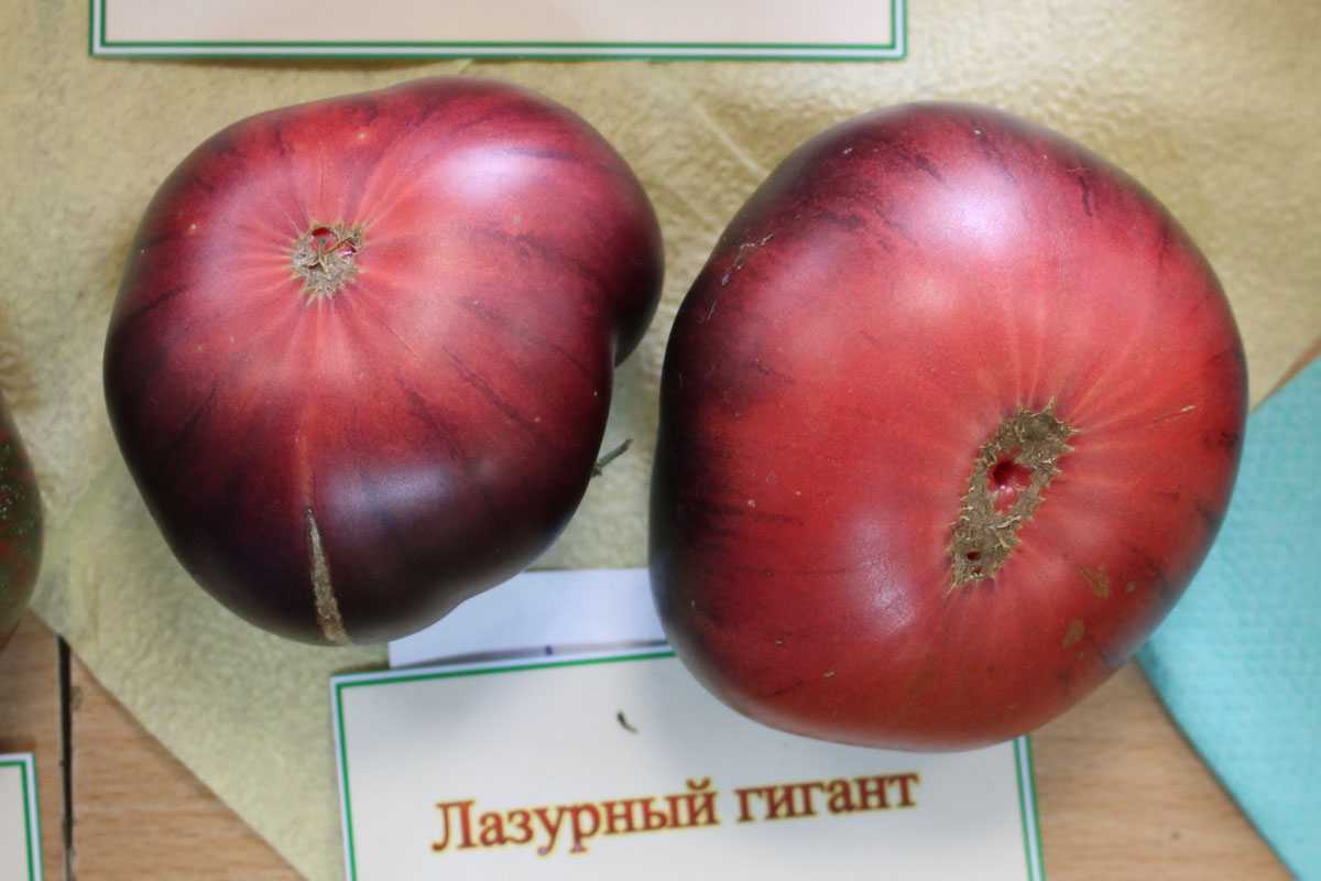 Томат лазурный гигант: отзывы, характеристика и описание сорта, фото