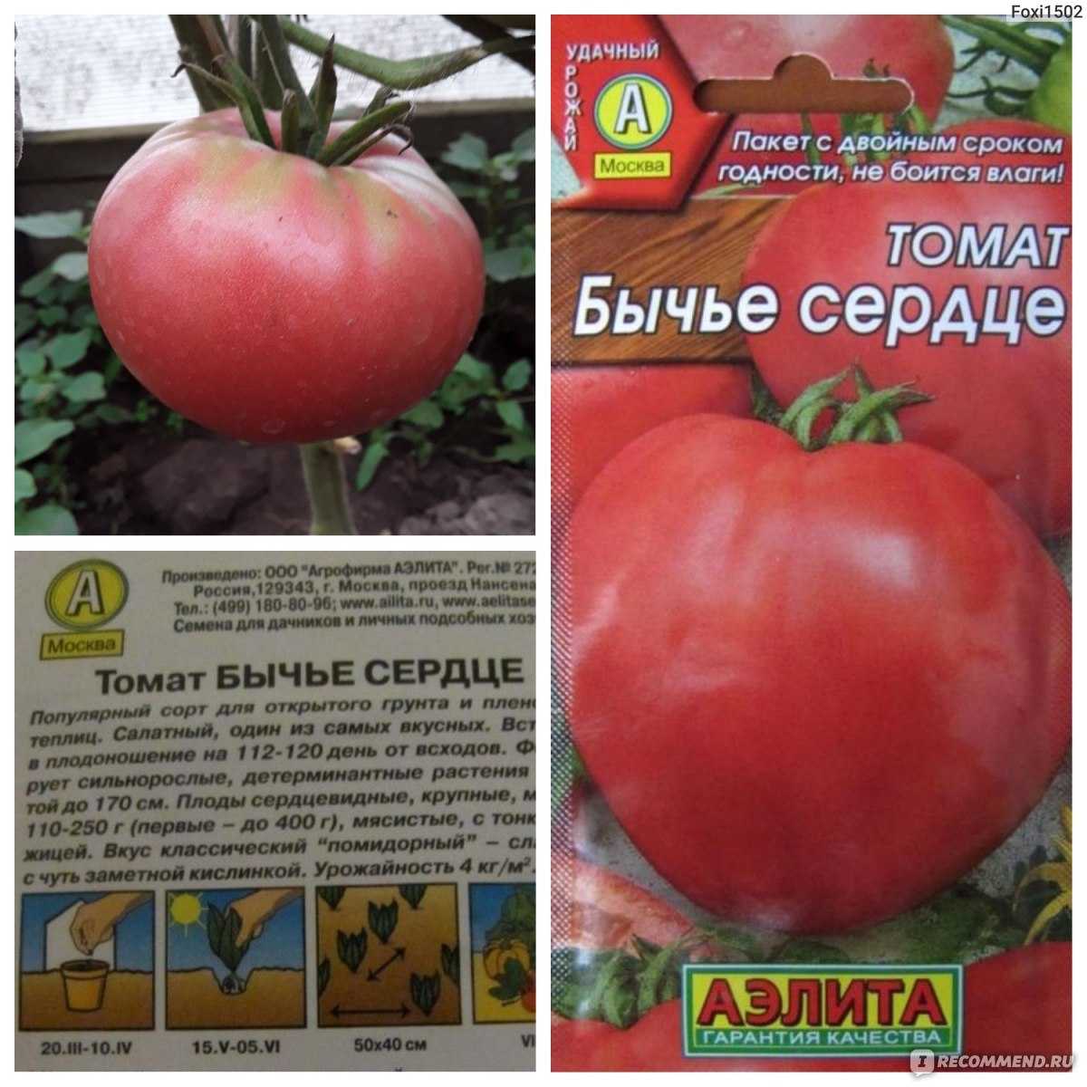 Томат бычье сердце: виды, выращивание, уход и фото
