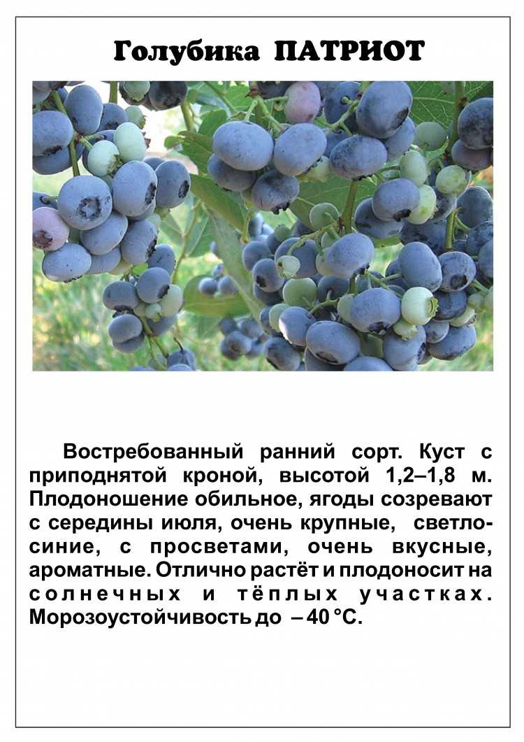 Голубика: выращивание в саду, сорта