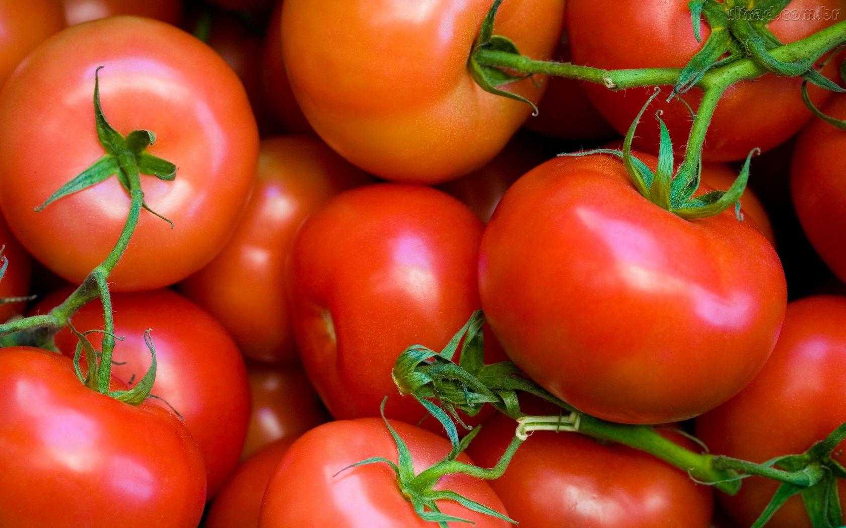 Вкусный и холодостойкий помидор андромеда