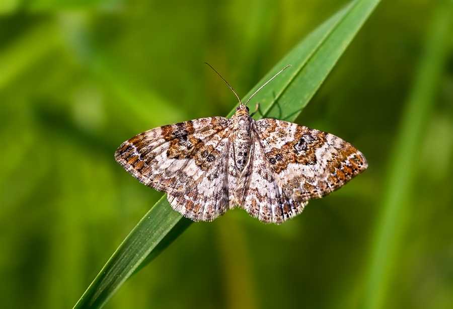 Larvas de mariposa