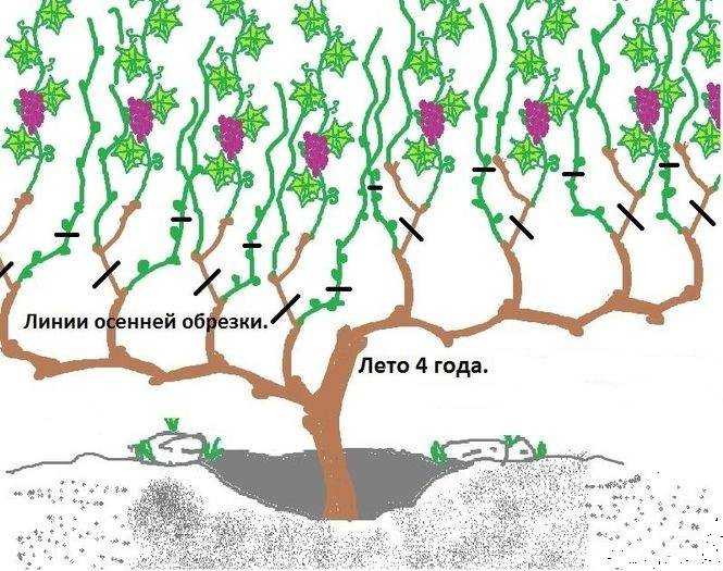 Как формировать виноград летом от ненужных побегов схема