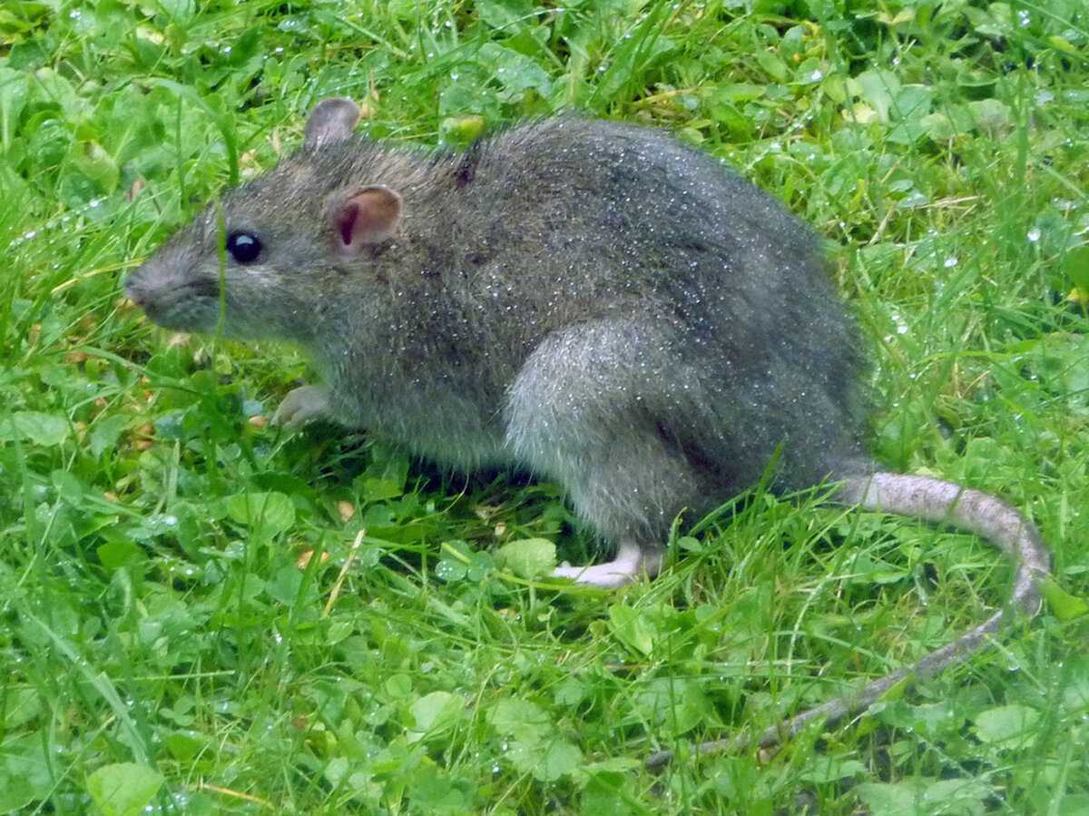 Серая крыса (Rattus norvegicus berkenhout, 1769)