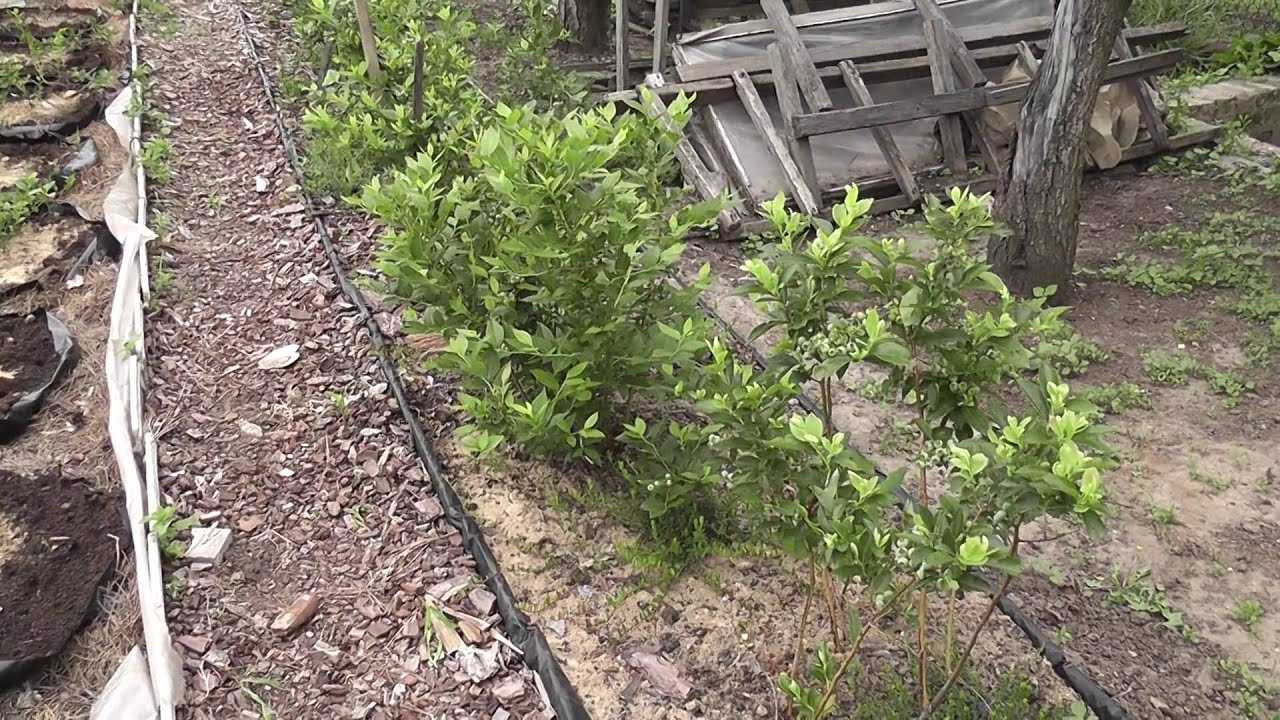 Голубика: выращивание в саду, сорта