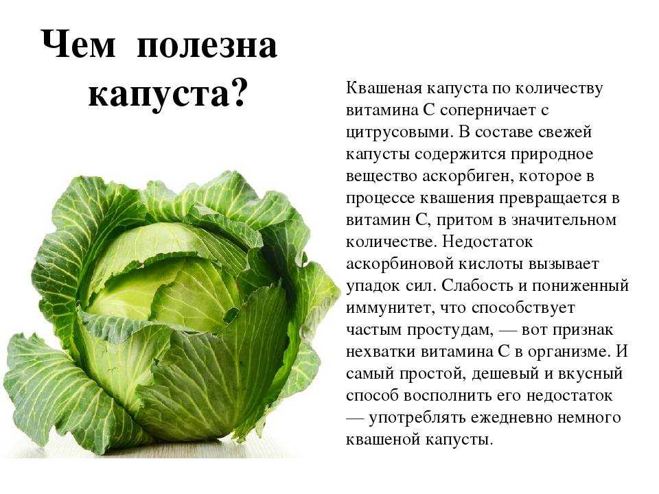 Капуста: виды (белокочанная, савойская, брокколи, брюссельская), описание 33 лучших сортов, особенности агротехники (фото & видео) +отзывы