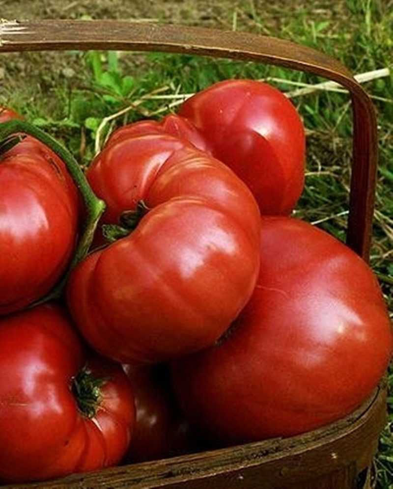 Самые урожайные сорта томатов для теплицы - характеристики, описание и фото