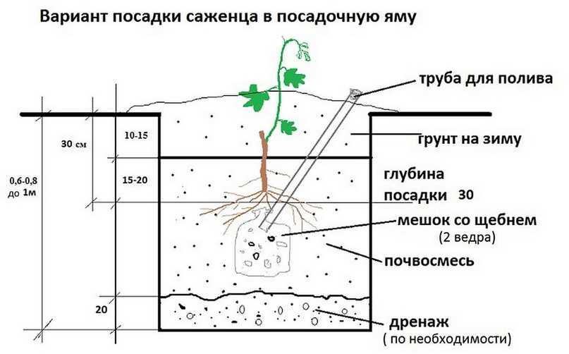 Яма для винограда схема и размеры в сибири