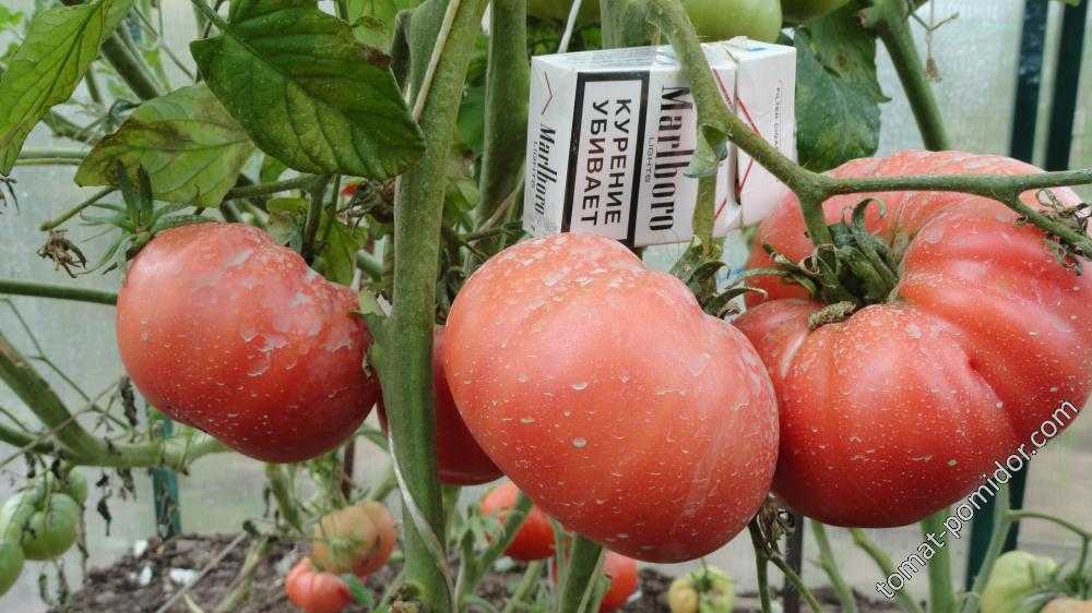 Томат «чудо земли»: характеристика и описание, выращивание, фото