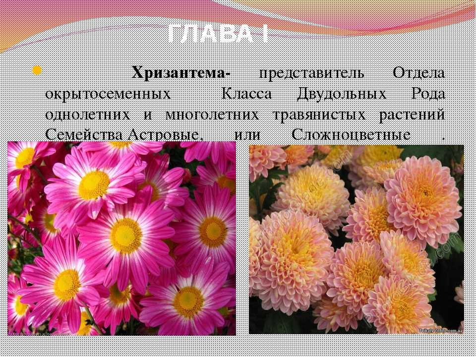 Хризантема однолетняя сорта и фото и описание