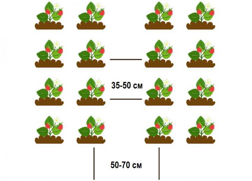 Схема посадки земляники садовой в открытом грунте на 1м2