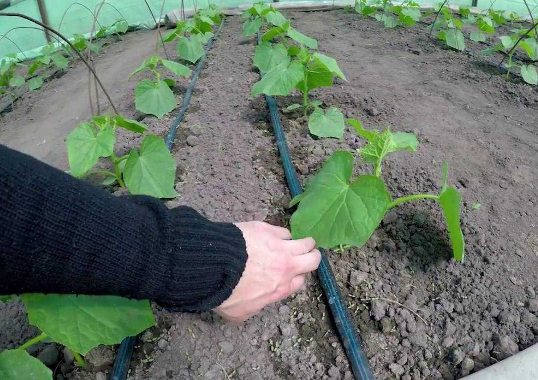 Как вырастить крепкую рассаду огурцов и собрать отличный урожай