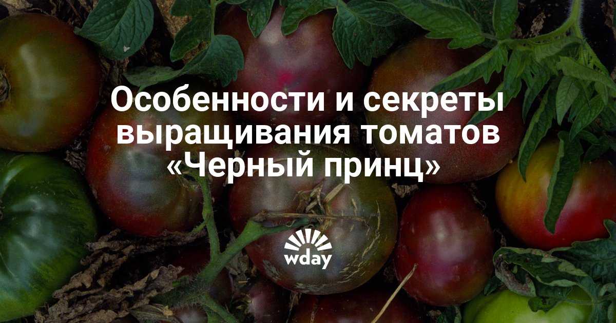 Томат черный принц: отзывы, фото, описание оригинального сорта помидоров, урожайность, посадка и уход, особенности выращивания