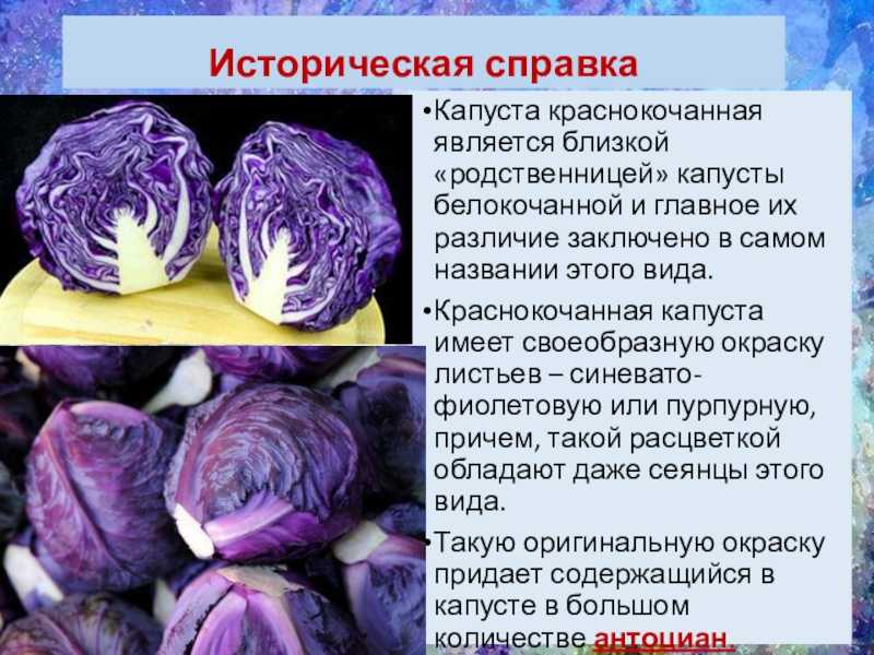 Капуста краснокочанная – польза, свойства, калорийность, витамины