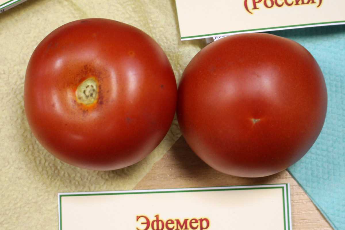 Томат эфемер: характеристика и описание сорта, отзывы, урожайность, фото