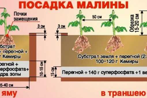 Малина каскад делайт описание сорта