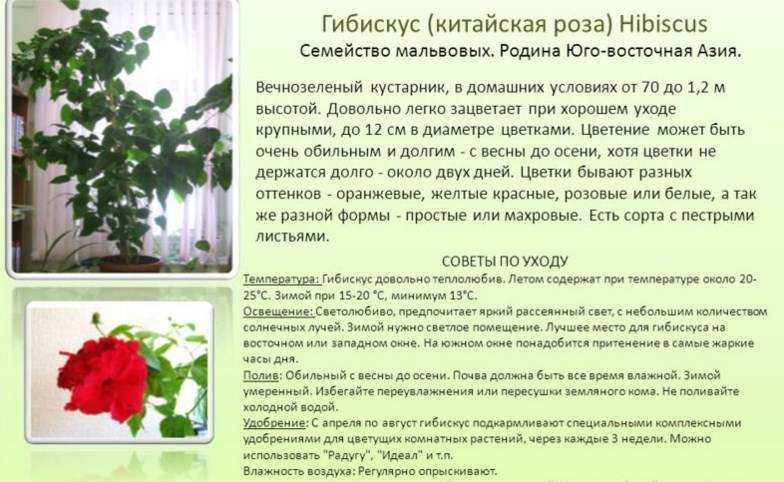 Герберы из семян в домашних условиях: как успешно вырастить комнатные цветы, основные правила посадки и ухода, в том числе полива молодых всходов, дано фото