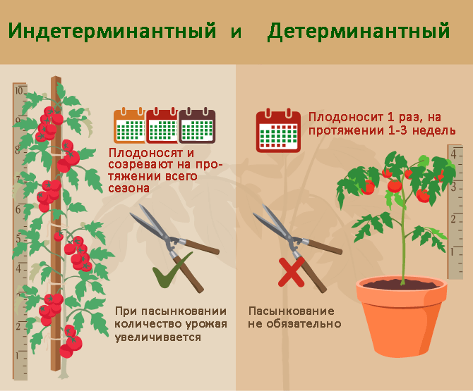 Самые урожайные индетерминантные сорта томатов для теплиц