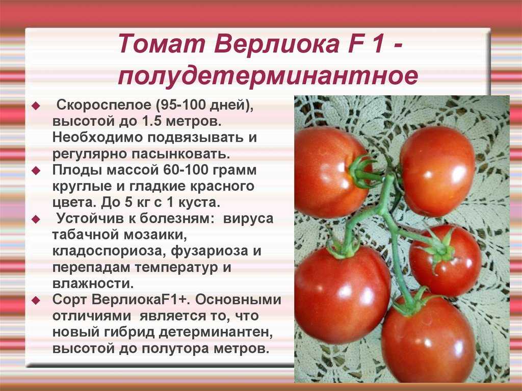 В чем отличие детерминантных и индетерминантных сортов помидоров?