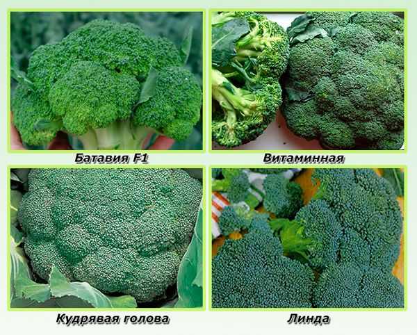 Лучшие ранние сорта брокколи