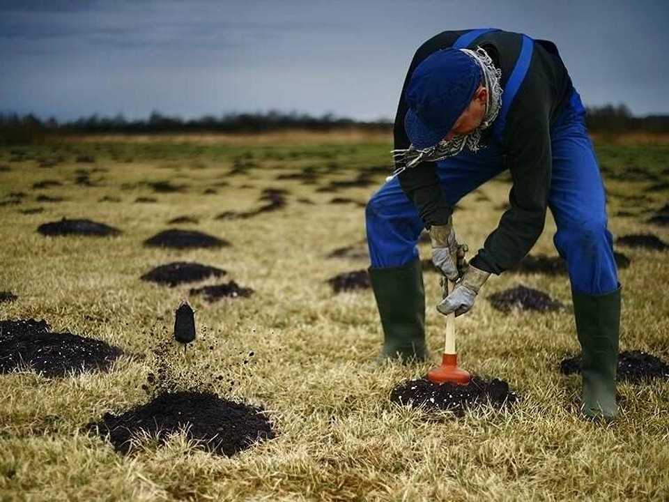 Землеройка на дачном участке – как с ней бороться?
