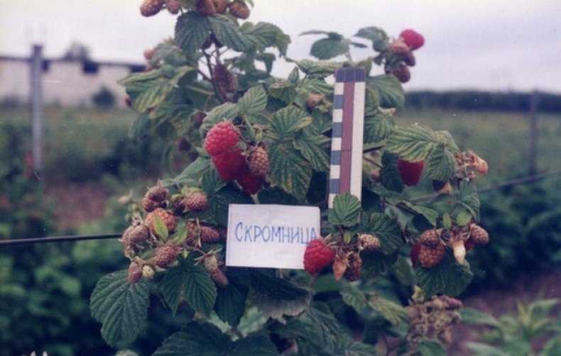 Уход за малиной летом, осенью, весной