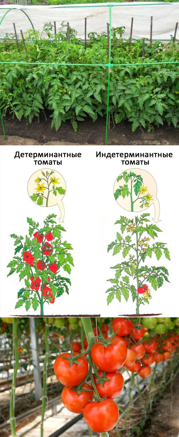 Что такое детерминантные и индетерминантные сорта томатов
