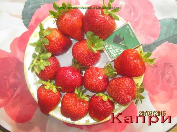 Сорт клубники «клери»‎ – как получить ягоды высших вкусовых качеств