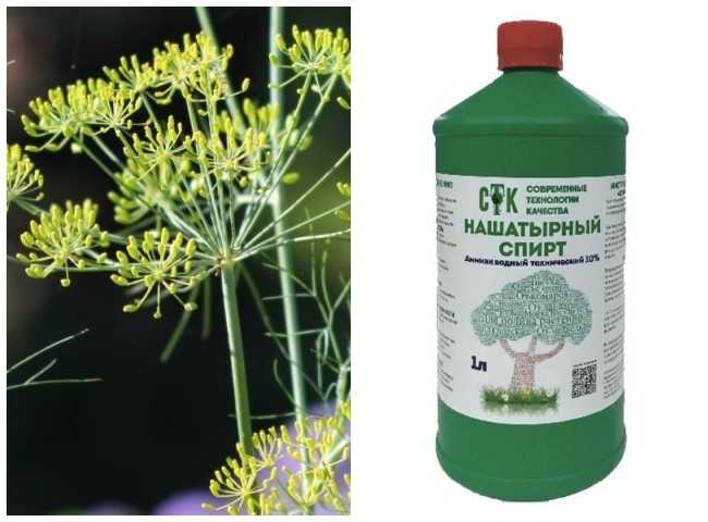 Как избавиться от тли на деревьях и кустарниках, лучшие средства