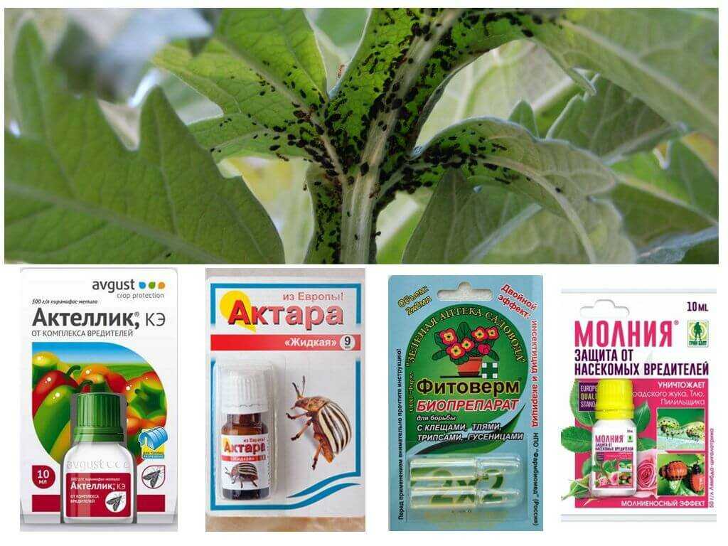 Средства от тли – как бороться эффективно