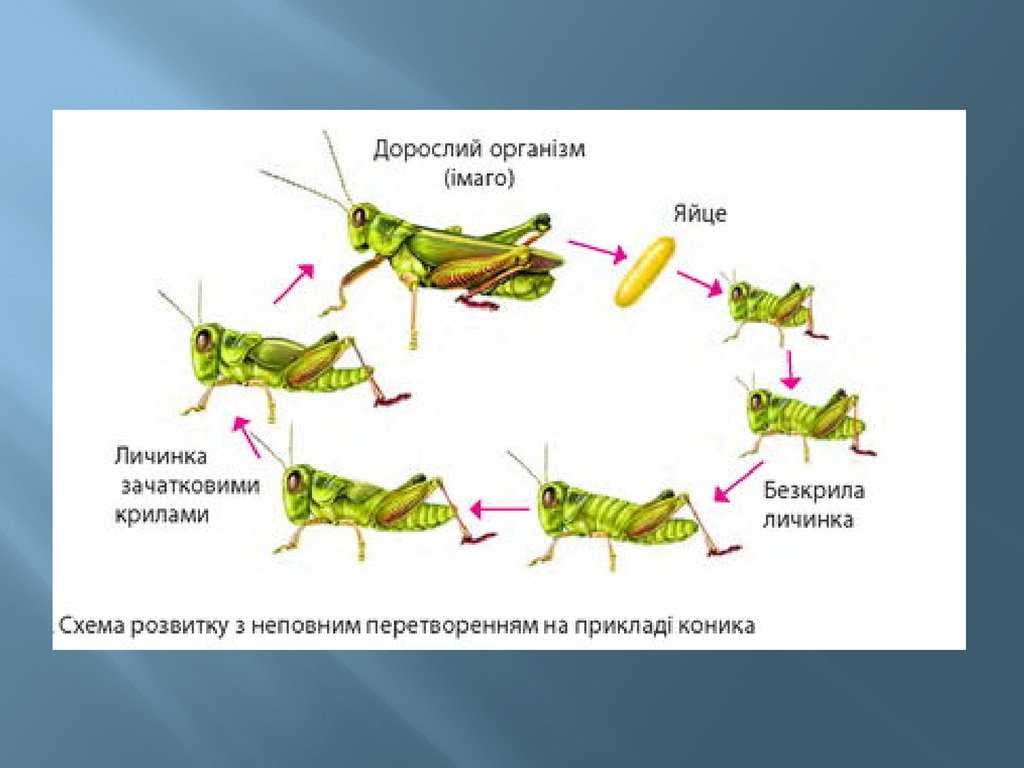 Схема развития саранчи