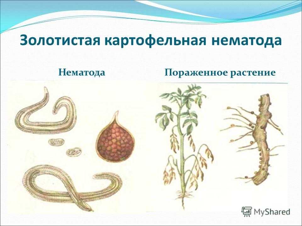 Картофельная нематода: признаки с фото, как бороться, опасность для человека