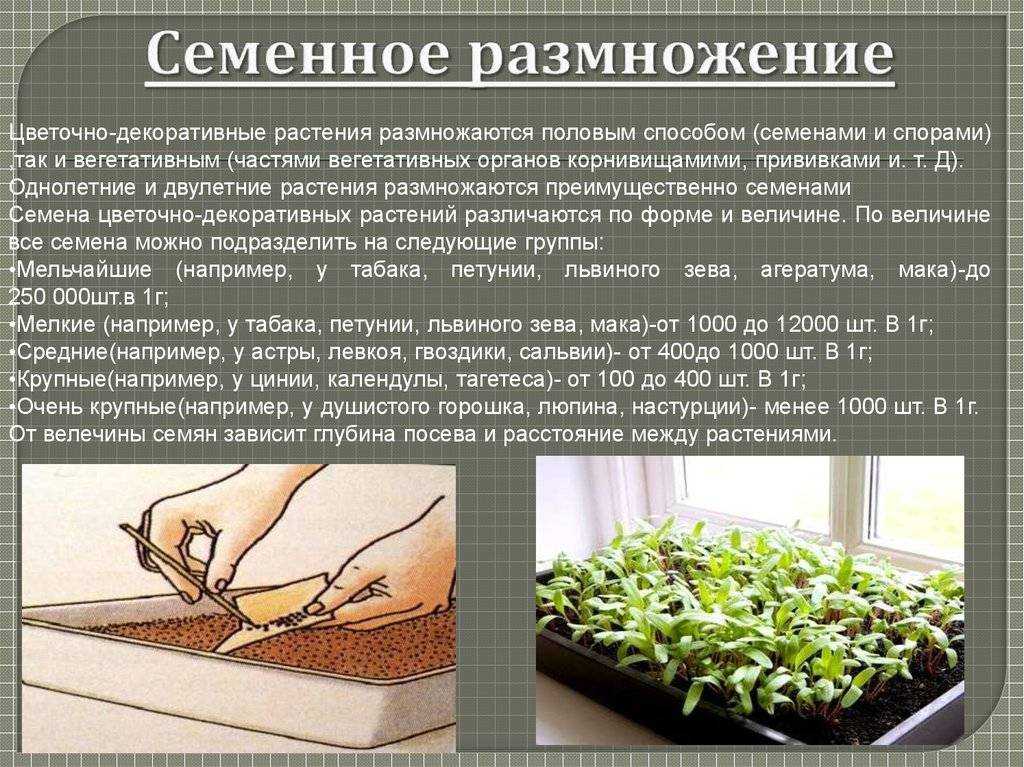 Кливия: уход, размножение в домашних условиях, приметы