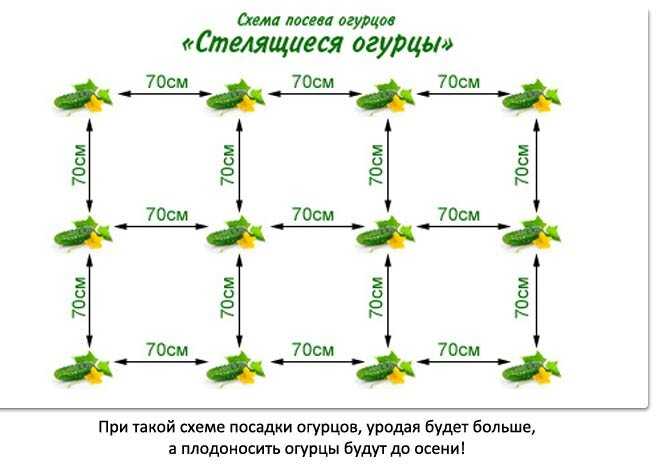 Схема посадки астр в открытый грунт рассадой