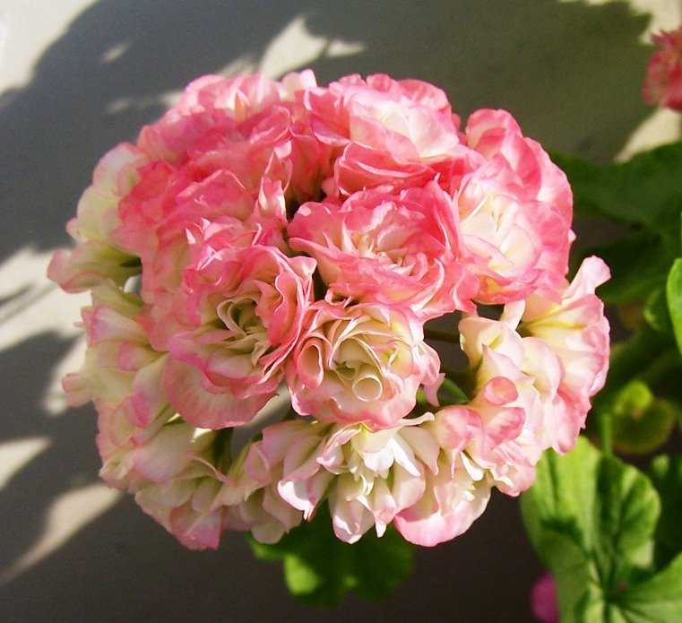 Пеларгония сурвивор розалинда розебудная фото