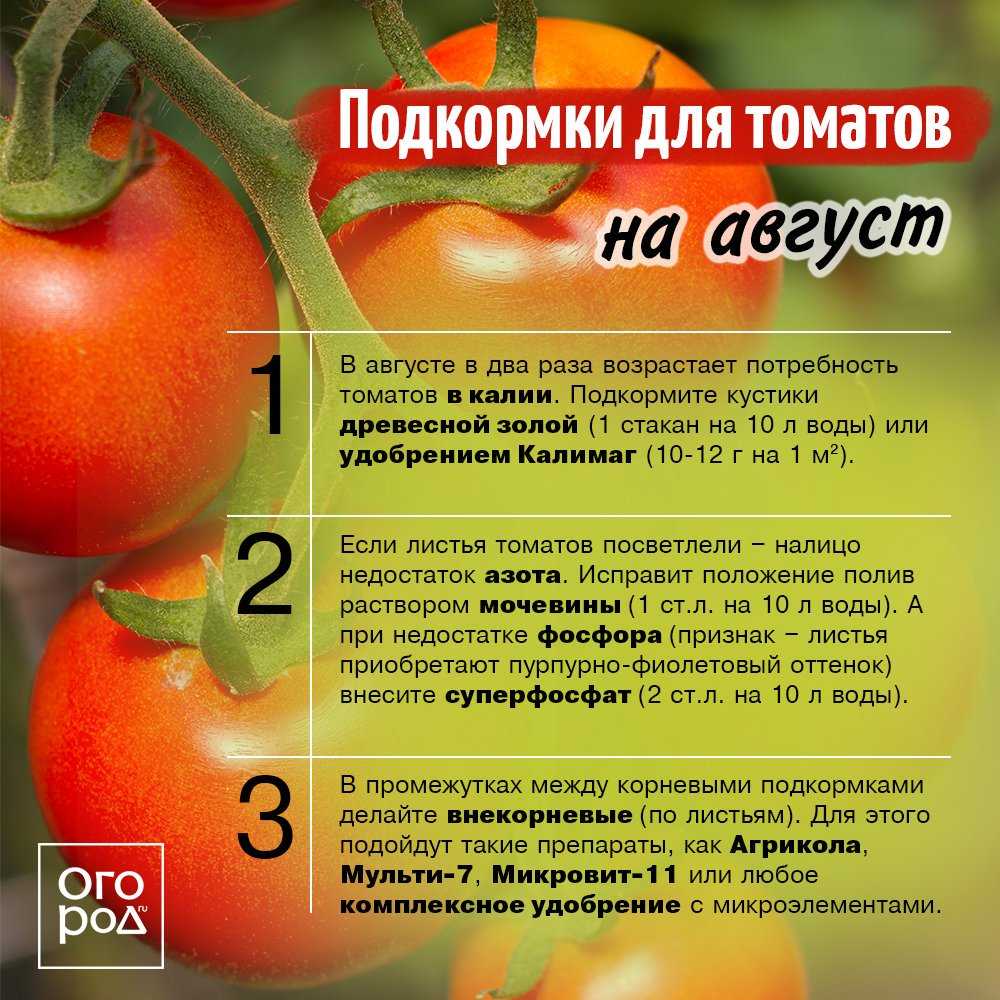 Полив помидор в теплице из поликарбоната: как часто и когда