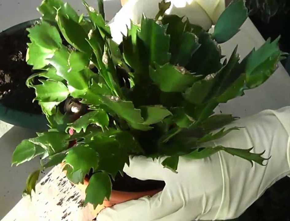 Декабрист — особенности ухода, сезонность растения, лечение болезней (90 фото + видео)