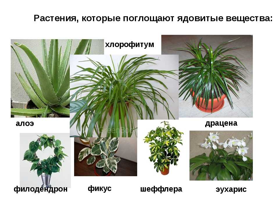 Какие цветы нельзя держать дома: фото и названия, каталог опасных комнатных растений