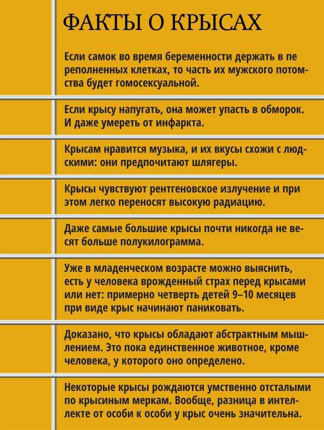 Чем отличаются мыши от крыс? описание и сравнение крыс и мышей :: syl.ru