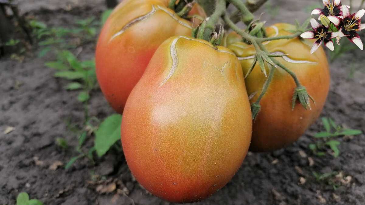 Обзор сортов или видов помидоров для теплицы, огорода и подоконника