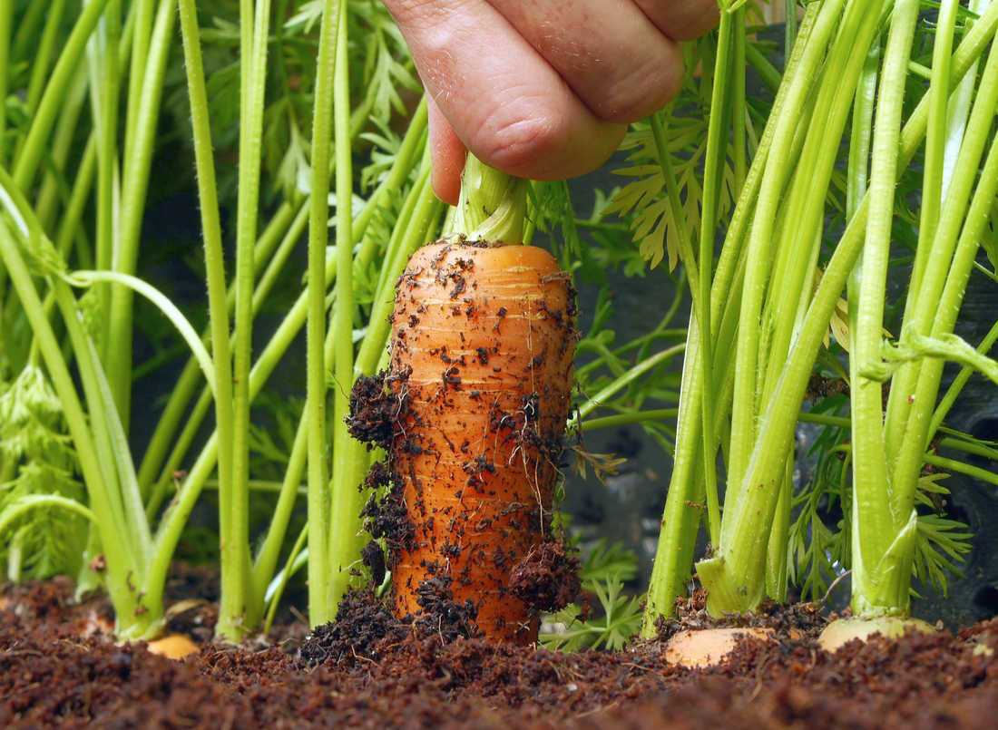Какую почву любит морковь. Морковь на грядке. Морковная грядка. Морковь растет. Морковка в земле.