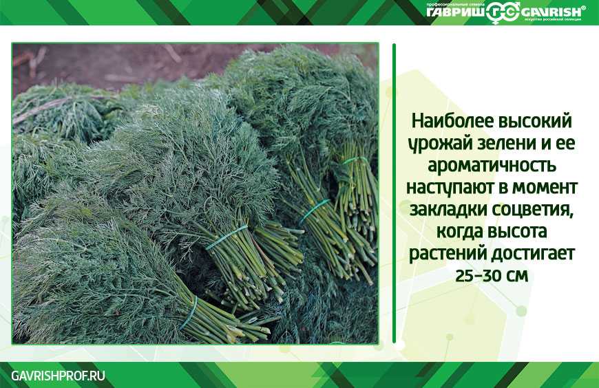 Как вырастить укроп и петрушку на подоконнике