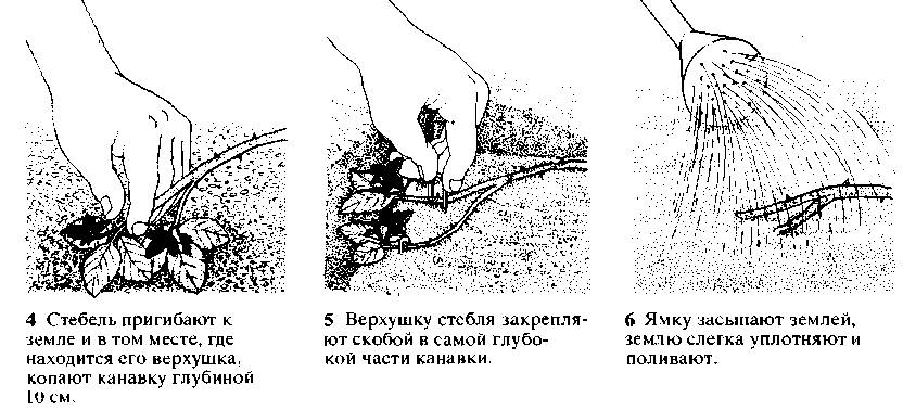 Как правильно посадить ежевику весной: советы и рекомендации