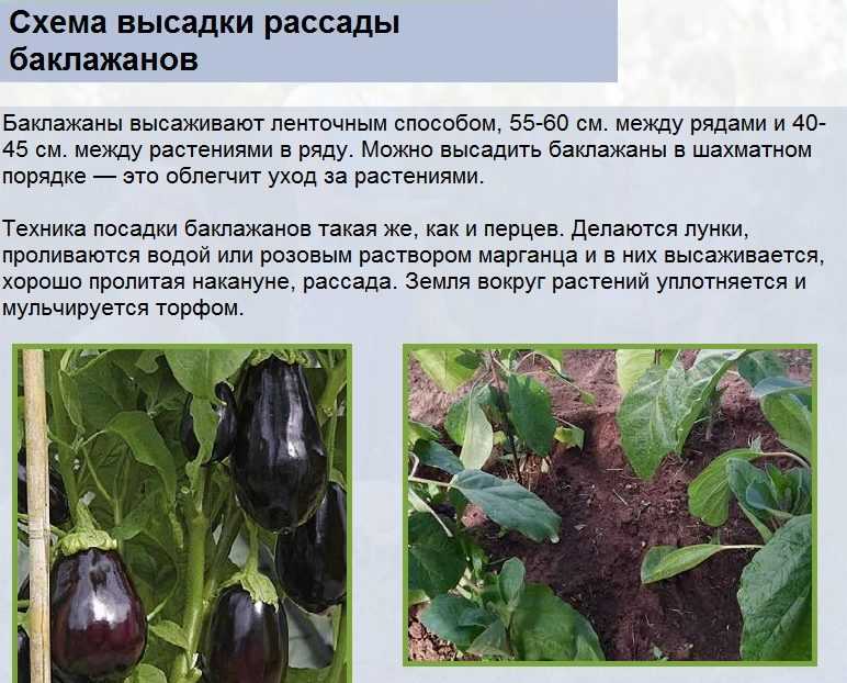 Лучшие сорта баклажан для сибири для теплиц