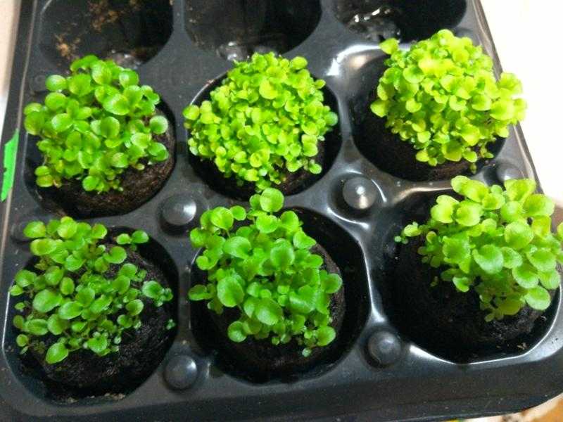 Лобелия из семян: как вырастить в домашних условиях