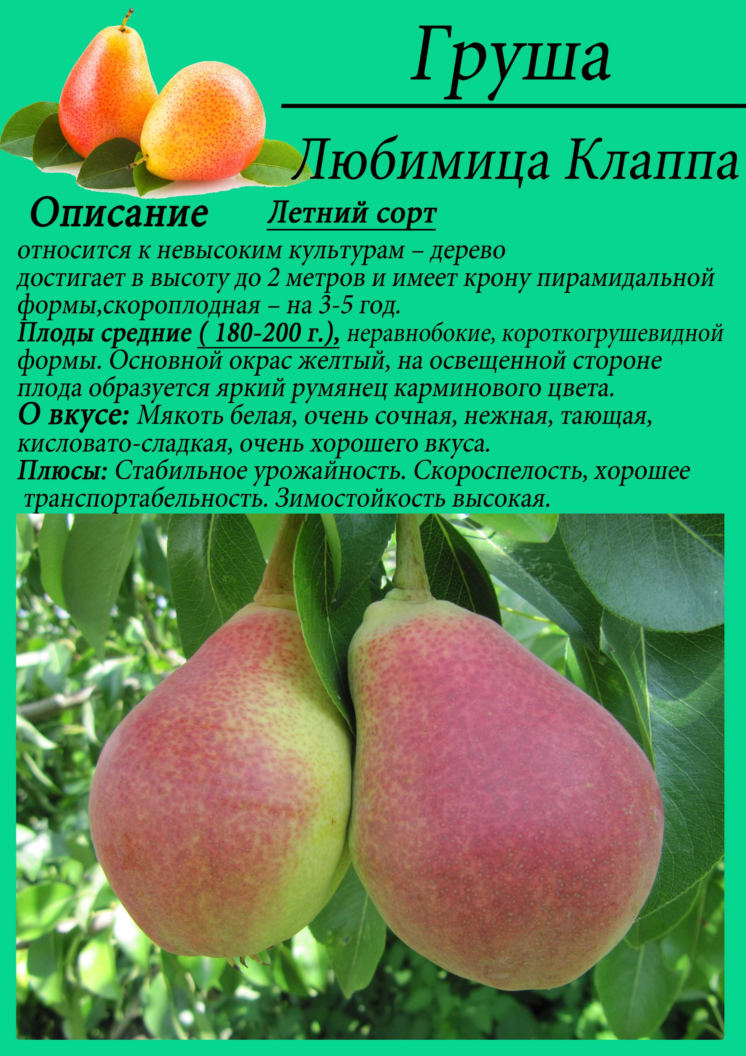 Груша любимица клаппа: описание сорта, правила выращивания и размножения