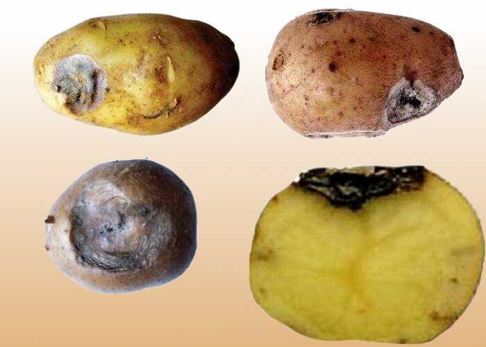 Почему картошка мягкая