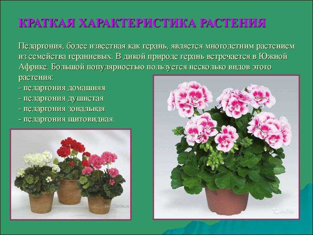 Уход за розебудной пеларгонией в домашних условиях: сорта, размножение семенами