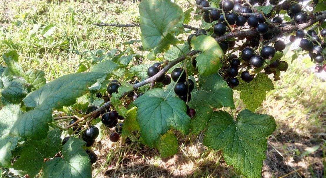 Сорт чёрной смородины геркулес (геракл): плодоношение, размер и вкус ягод